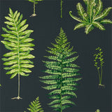 Sanderson Tapet Fernery Botanical Green/Charcoal