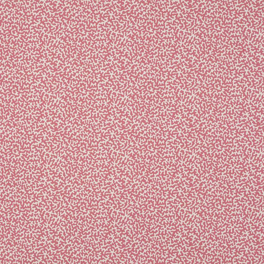 Apolline Tyg — Manuel Canovas